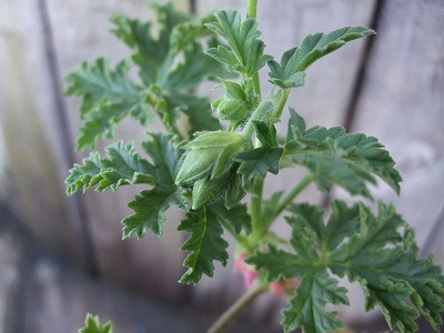 ファイル herb_0086-2.jpg