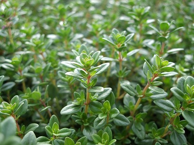 ファイル herb_0089-2.jpg