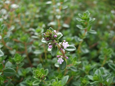 ファイル herb_0089.jpg