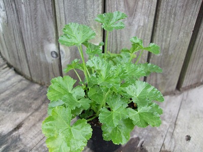 ファイル herb_0090-2.jpg