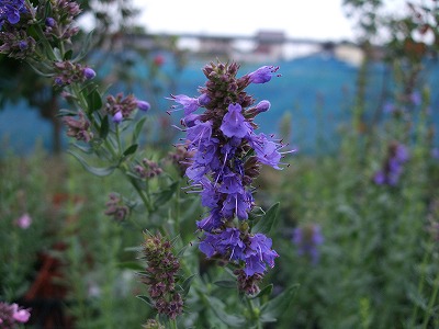 ファイル herb_0091-2.jpg