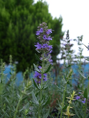 ファイル herb_0091.jpg