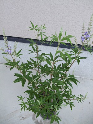 ファイル herb_0092-2.jpg