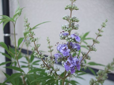 ファイル herb_0092.jpg