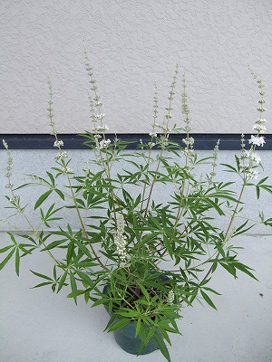 ファイル herb_0093-2.jpg