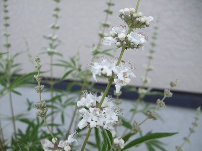 ファイル herb_0093.jpg