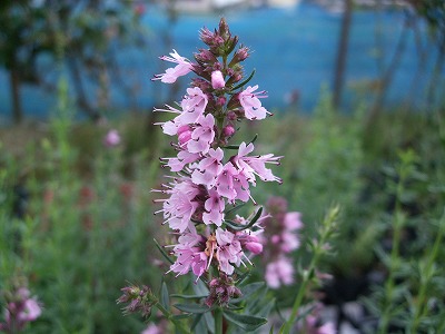 ファイル herb_0095-2.jpg