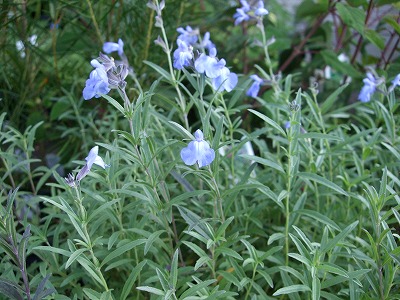 ファイル herb_0102-3.jpg