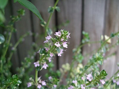 ファイル herb_0108-2.jpg