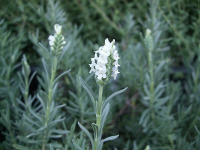 ファイル herb_1001.jpg