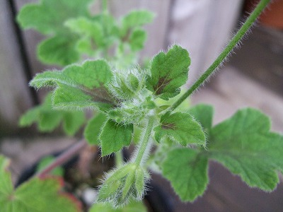 ファイル herb_1004-2.jpg