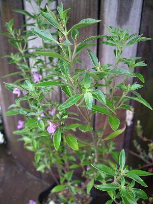 ファイル herb_1005.jpg