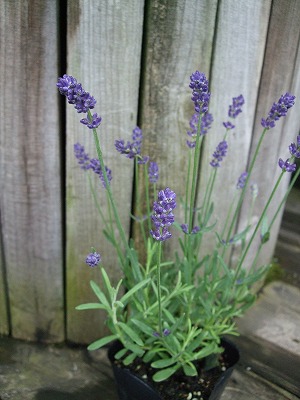 ファイル herb_1006.jpg