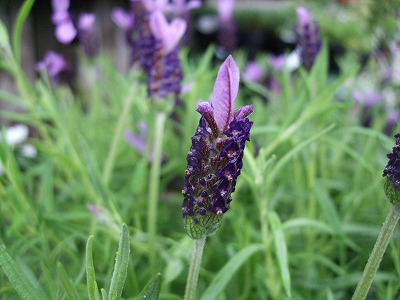 ファイル herb_1007-2.jpg