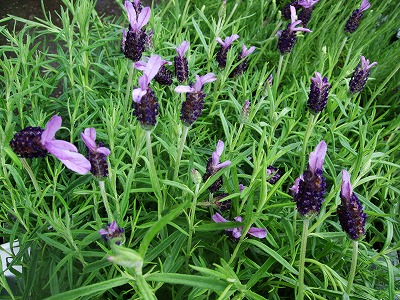 ファイル herb_1007.jpg