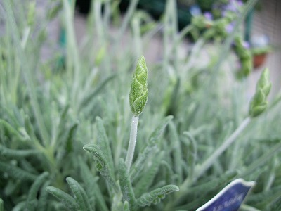 ファイル herb_1008-2.jpg