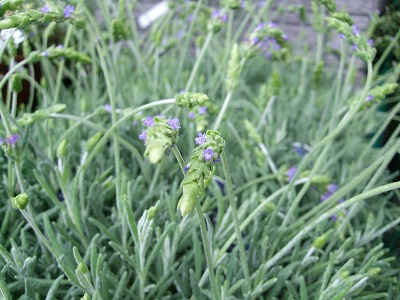 ファイル herb_1008.jpg