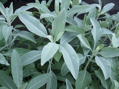 ファイル herb_1019.jpg