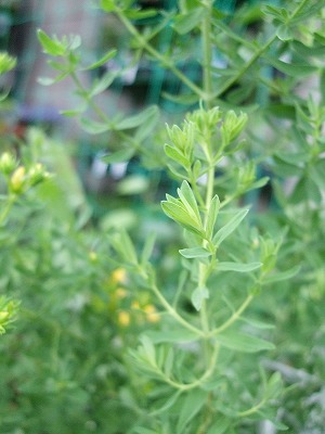 ファイル herb_1023.jpg