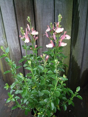 ファイル herb_1024.jpg