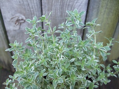 ファイル herb_1025.jpg