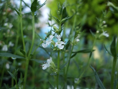 ファイル herb_1034-2.jpg