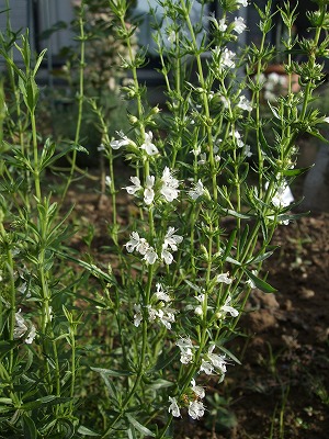 ファイル herb_1034.jpg