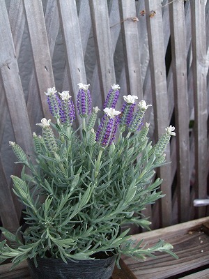 ファイル herb_1601.jpg