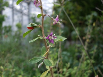 ファイル herb_3091-2.jpg