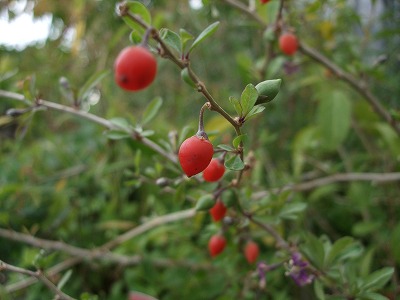 ファイル herb_3091-3.jpg