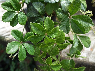 ファイル le_1002.jpg