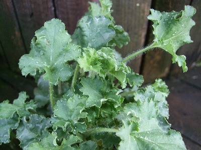 ファイル le_1314.jpg