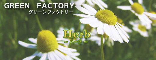 ハーブのご紹介